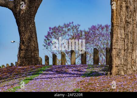 A pathway of jacaranda trees and they flowers Stock Photo