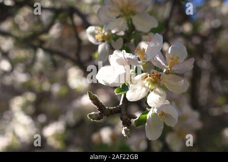 sunlight in 1000 flowers apple tree Stock Photo