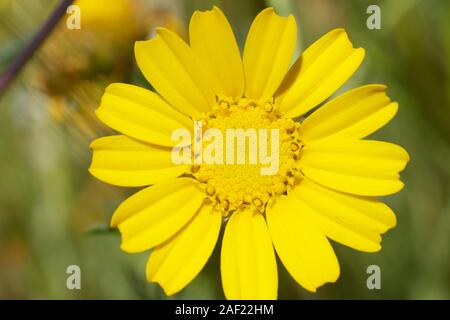 golden flower Stock Photo