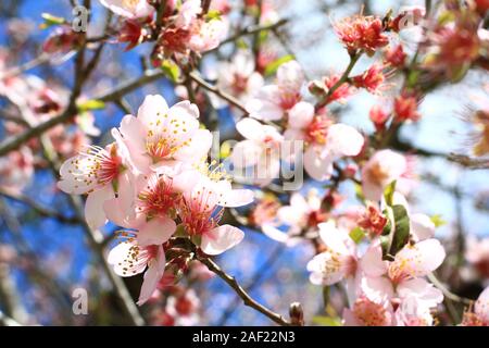 1000 flower almond tree Stock Photo