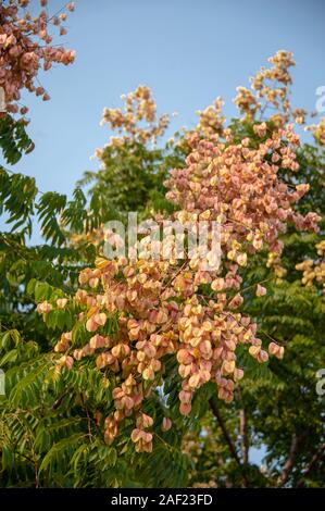 Seed pods and leaves of Golden Rain Tree (Koelreuteria paniculata) Stock Photo