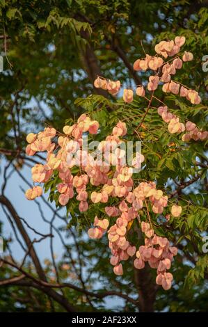 Seed pods and leaves of Golden Rain Tree (Koelreuteria paniculata) Stock Photo