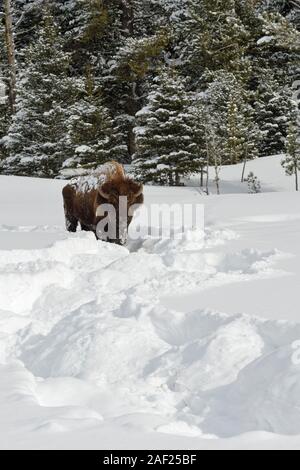 American bison / Amerikanischer Bison ( Bison bison ) in winter, old bull cleared snow from vegetation with its massive head, typical animal track, Ye Stock Photo