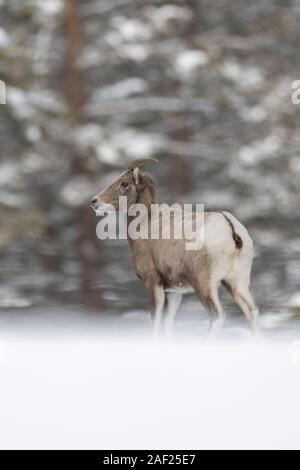 Rocky Mountain Bighorn Sheep / Dickhornschaf ( Ovis canadensis ), in winter, female adult in snow, standing at the edge of a forest, Yellowstone, WY, Stock Photo