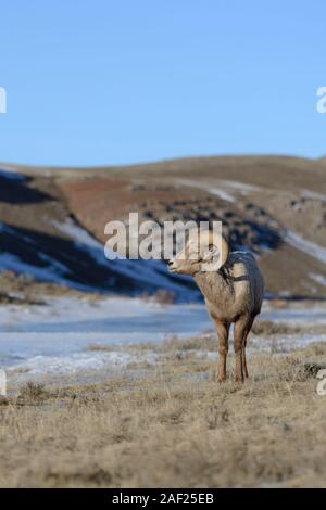 Rocky Mountain Bighorn Sheep / Dickhornschaf ( Ovis canadensis ), ram on a sunny day in winter, National Elk Refuge, Wyoming, USA. Stock Photo