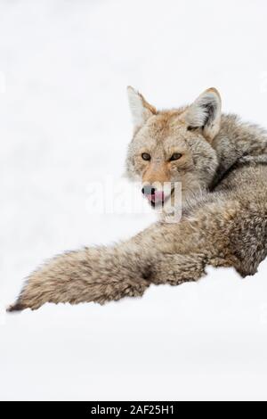 Coyote / Kojote ( Canis latrans ) in winter, lying in high snow, resting, licking its tongue, watching attentive, Yellowstone NP, USA. Stock Photo