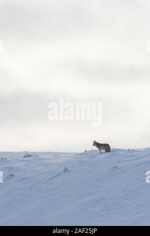Coyote / Kojote ( Canis latrans ), in winter, standing on top of a snow covered hill, on distance, against evening sky, Yellowstone NP, USA. Stock Photo