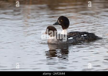 Barrow's goldeneye / Spatelente (Bucephala islandica ) in winter, female together with young, swimming, Greater Yellowstone Area, USA. Stock Photo