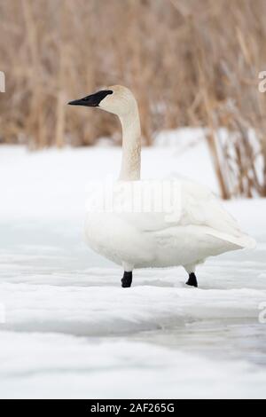 Trumpeter Swan / Trompeterschwan ( Cygnus buccinator ) in winter, standing on a frozen river in front of reeds, Grand Teton National Park, USA. Stock Photo