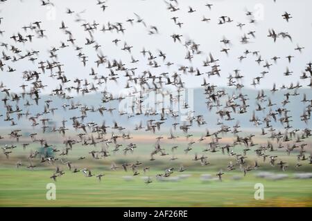 Wild ducks, mainly wigeons ( Mareca penelope ) and mallards, dense flock of wild ducks in fast flight over marshland, dynamic shot, blurred, wildlife, Stock Photo