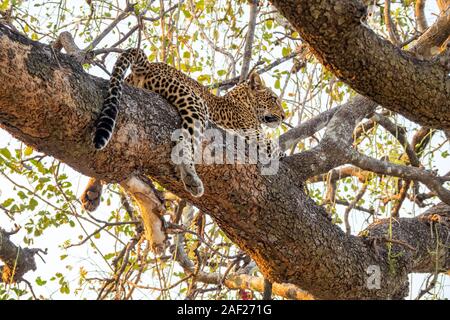 Spectacular leopard sprawled on top of tree branch Stock Photo