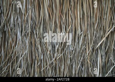 thatched roof, hay or dry grass background. Grass hay, roof texture. Dry straw, roof background texture. Abstract background by dry and yellow grass. Stock Photo