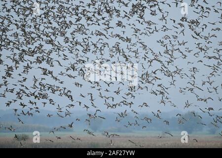 Dense flock of wild ducks, huge flock taking off, lifting off, starting, flying away from marshland, dynamic action shot, wildlife, Europe. Stock Photo