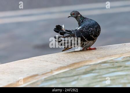 Dove or Pigeon Columba livia domestica. Stock Photo