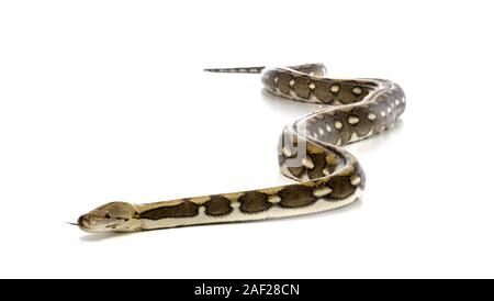 Reticulated python in front of white background Stock Photo