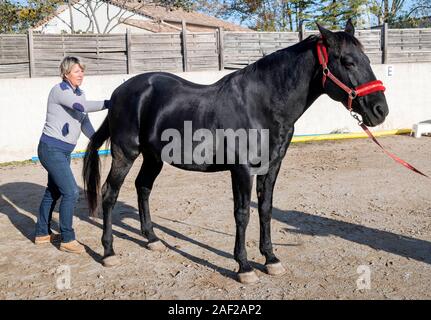 osteopath and horse for an alternative medicine Stock Photo