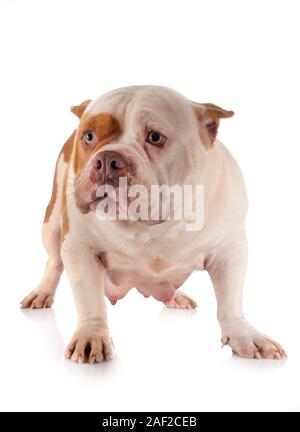 american bully in front of white background Stock Photo