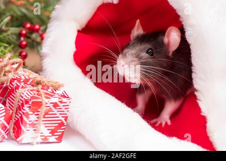 A little fluffy rat sits in a festive gift box. Christmas hat Santa Claus in an animal.A little gray rat is sitting in a Santa hat next to boxes with Stock Photo