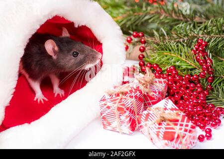 Christmas grey and white rat - a symbol of the new year 2020 sits and hides in the red hat of Santa Claus Stock Photo