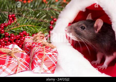 Christmas grey and white rat - a symbol of the new year 2020 sits and hides in the red hat of Santa Claus Stock Photo