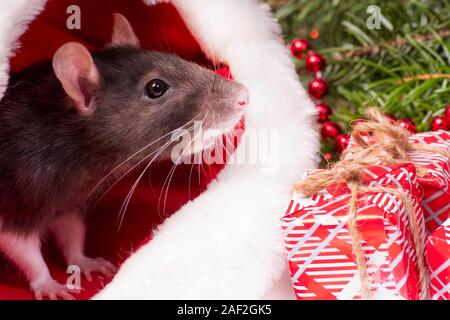 Christmas grey and white rat - a symbol of the new year 2020 sits and hides in the red hat of Santa Claus Stock Photo