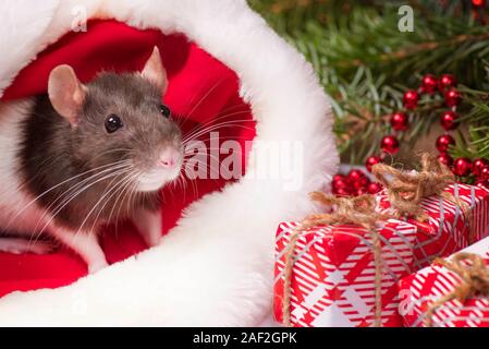 A little fluffy rat sits in a festive gift box. Christmas hat Santa Claus in an animal.A little gray rat is sitting in a Santa hat next to boxes with Stock Photo