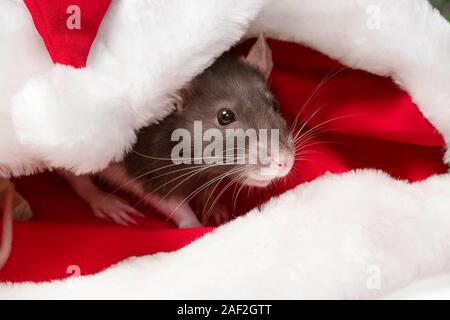 New Year's concept. Year of the Rat 2020.Cute grey and white rat symbol of the new year 2020 sits and hides in the red hat of Santa Claus Stock Photo