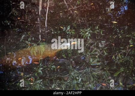 Baby manatee trichechus manatus latirostris hiding among the mangroves in Fort Myers, Florida Stock Photo