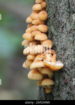 Flammulina velutipes, known as seafood mushroom, winter mushroom, winter fungus, velvet foot, velvet stem or velvet shank, growing wild in Finland Stock Photo