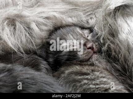 A sweet two week old norwegian forest cat kitten sleeping surrounded by his mother's hair Stock Photo