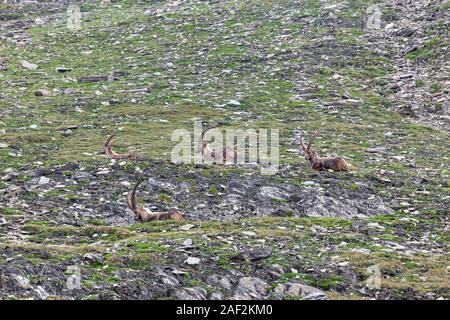 Capra ibex. Steinbocks on mountain slope. Alpine fauna of Ködnitz valley (Ködnitztal) in Glocknergruppe in Austrian Alps. Stock Photo