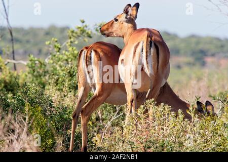 Close up of two female Oribi standing near a sweet thorn bush in the Western Cape, South Africa Stock Photo