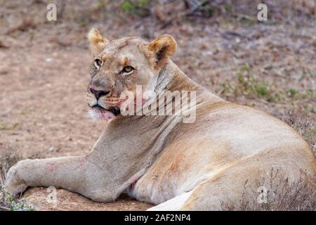 Close up of an African lioness resting, but alert, after a successful hunt and feed Stock Photo