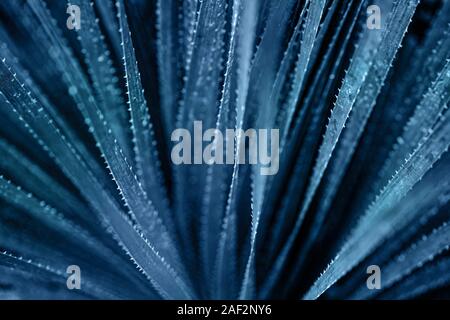 Beautiful selective focuse classic blue aloe close up background. Stock Photo