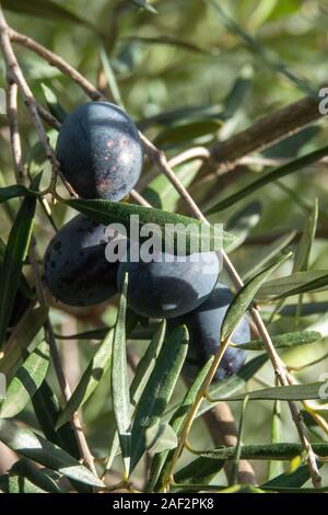 Black Spanish olives on the tree, hanging in an olive grove before being harvested. Stock Photo