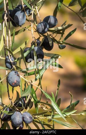 Black Spanish olives on the tree, hanging in an olive grove before being harvested. Stock Photo