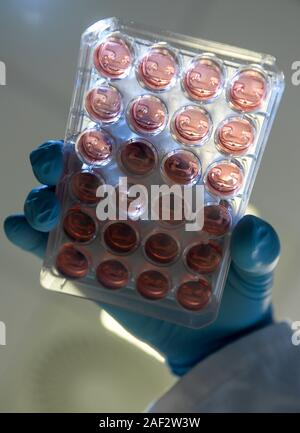 Hamburg, Germany. 12th Dec, 2019. A basic researcher at the Centre for Experimental Medicine at the UKE (Universitätsklinikum Eppendorf) shows artificial human heart tissue (EHT) produced between flexible silicone posts in a 24 well cell culture dish. The mature artificial human heart tissue is approx. 6 mm long and contracts like natural human heart tissue. Since this is a human model, animal experiments are avoided. Credit: Axel Heimken/dpa/Alamy Live News Stock Photo