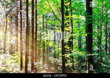 Beautiful summer forest with tree trunks and sun beams light. Nature background, landscape photography Stock Photo