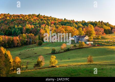 Rolling rural landscape with a farm and cattle grazing in pasture and colourful autumnal forest in background at sunset Stock Photo