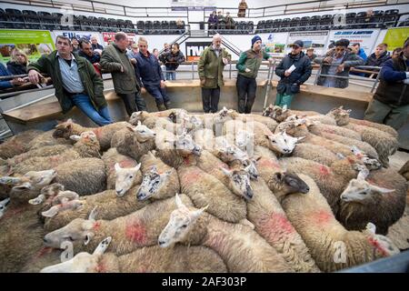 Pen of fat lambs being sold in a livestock auction mart, UK. Stock Photo