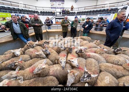 Pen of fat lambs being sold in a livestock auction mart, UK. Stock Photo