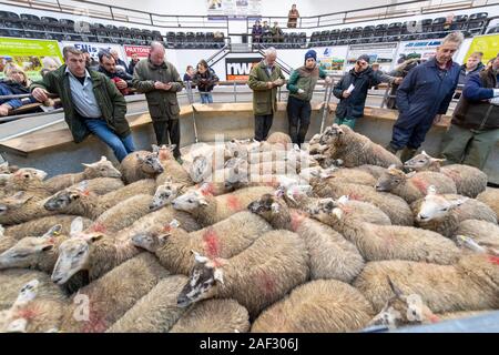 Pen of fat lambs being sold in a livestock auction mart, UK. Stock Photo