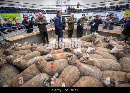 Pen of fat lambs being sold in a livestock auction mart, UK. Stock Photo