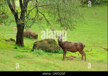 Stag posing for camera in Cabarceno Nature Park, Cantabria, Spain. Stock Photo