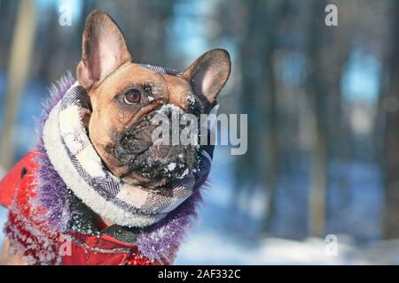 Cute French Bulldog dog with snow on nose wearing warm winter coat with fur collar and scarf in front of blurry winter snow forest landcape background Stock Photo