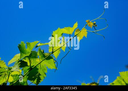 Close up of the young fresh vine leaves in a vineyard. with a blue sky background Stock Photo