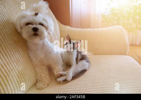 Small dog maltese and a little kitten sitting on a sofa in home Stock Photo