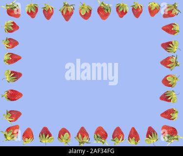 Border of thirty two ripe, red strawberries on a plain flat pale blue background Stock Photo