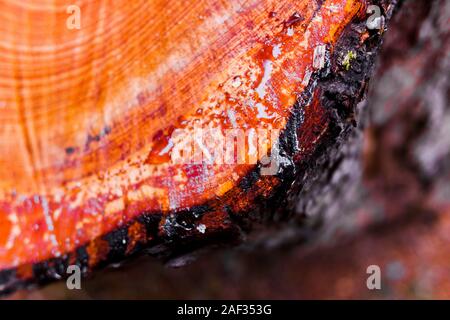 Drops of natural resin coming out of the trunk of a newly cut tree. Stock Photo