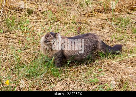 German longhair cat, also called German long hair, on the prowl Stock Photo
